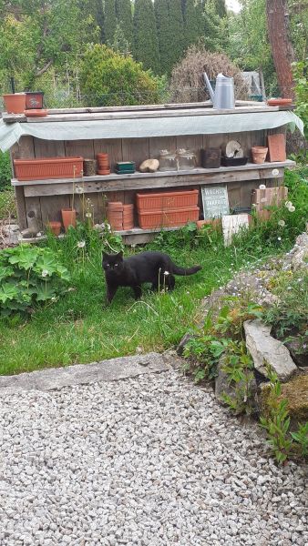 Schwarze Fundkatze Hammerweg